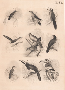 The White-beaked Honey Indicator, The Common Cuckoo, The Kokil, The Rain Cuckoo, The Wrinkled-beaked Maggot-eater, The Egyptian Cuckoo, The Pearl Bird, The Arapari, The Tok 